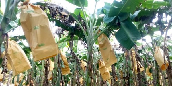 ফ্রুটিং ব্যাগ : স্বাস্থ্যকর কলা উৎপাদনে নতুন পদ্ধতি